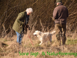 Hundetræning forår 2016